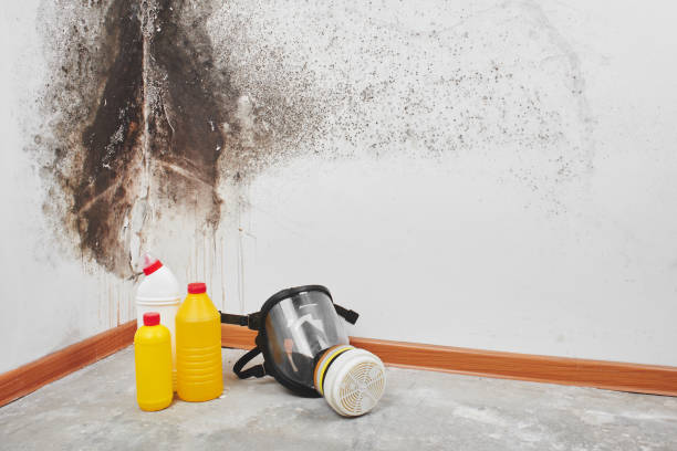 Reliable Paris, TX Mold Removal Solutions
