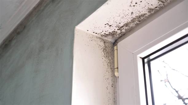 Best Residential Mold Removal  in Paris, TX