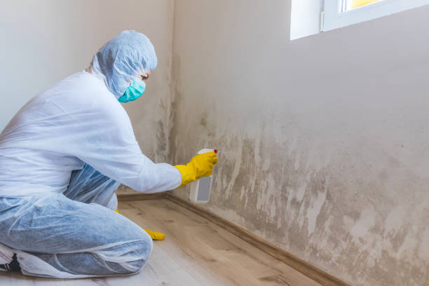 Best Mold Damage Repair  in Paris, TX