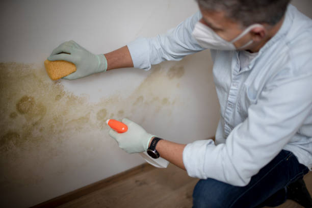 Best Emergency Mold Removal  in Paris, TX