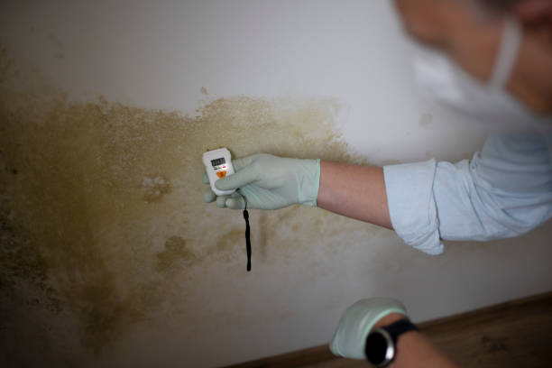Best Professional Mold Removal  in Paris, TX