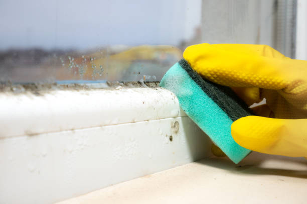 Best Emergency Mold Removal  in Paris, TX