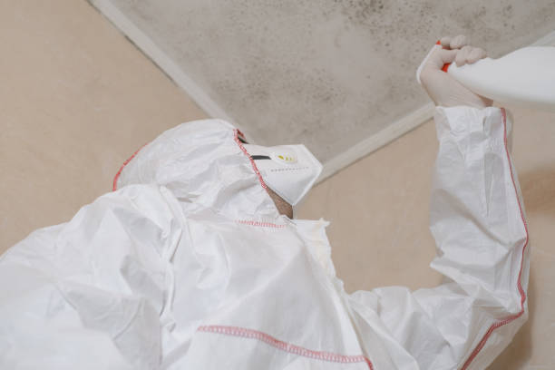 Best Same-Day Mold Removal  in Paris, TX