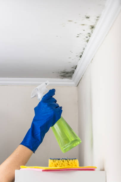 Trusted Paris, TX Mold Removal Experts