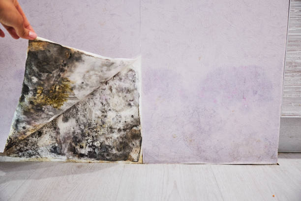 Best Toxic Mold Removal  in Paris, TX